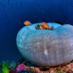 Prachtanemone Tauchboot Scubaspa ZEN