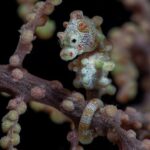 Pygmäenseepferdchen Tauchyacht Scubaspa ZEN