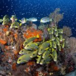 Süßlippen Safariboot Scubaspa ZEN