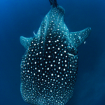 Walhai Tauchsafarischiff Scubaspa ZEN