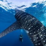 Walhai Tauchsafariboot Scubaspa ZEN