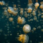 Wurzelmundquallen Tauchsafariyacht Scubaspa ZEN