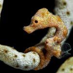 Zwergseepferdchen Tauchschiff Scubaspa ZEN