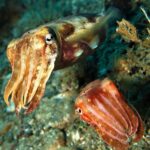 Tintenfische Tauchsafariyacht Carpe Diem Phinisi
