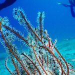 Korallen Taucher Kawayan Holiday Resort