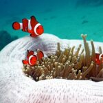 Clownfische Prachtanemone KHR