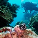 Pustel-Warzenschnecke KHR