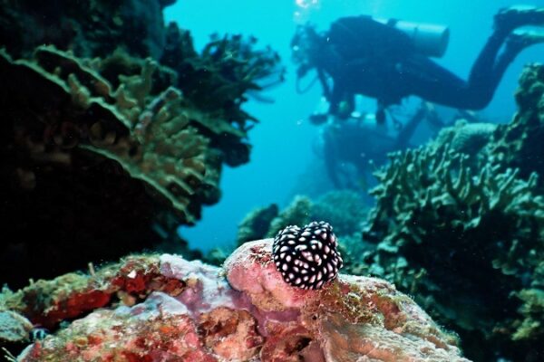 uw-pustel-warzenschnecke-kawayan-holiday-resort Pustel-Warzenschnecke KHR