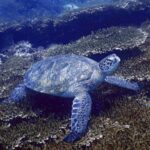 Meeresschildkröte Tauchgang KHR