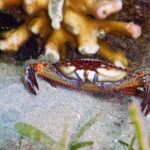 Schwimmkrabbe Kawayan Holiday Resort