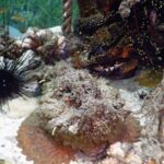 Seeigel Tauchzentrum KHR