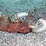 Teufelsfisch Tauchzentrum KHR
