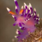 Violette Fadenschnecke D'Lagoon Dive Resort