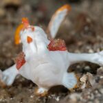 Warzen-Anglerfisch D'Lagoon Dive Resort