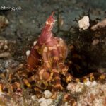 Wunderpus Safariboot Carpe Diem Phinisi