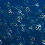 Schwarm Gemeiner Wimpelfische Tauchsafariboot White Pearl