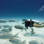 Tauchen Tauchsafariyacht White Pearl