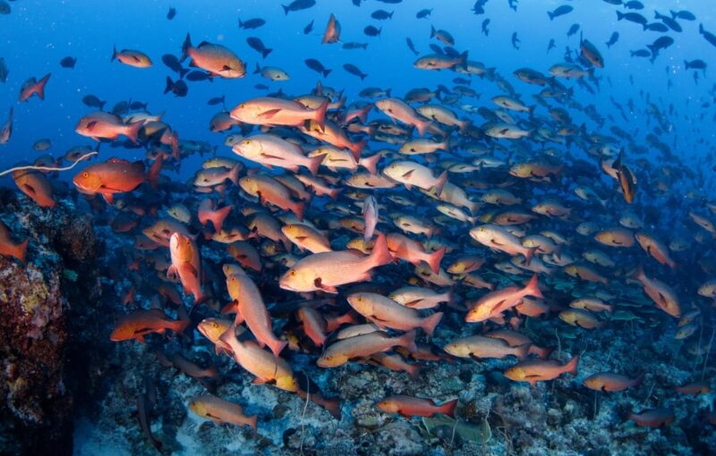 Palau - Grant Thomas - Full Moon Red Snapper Palau - Grant Thomas - Full Moon Red Snapper