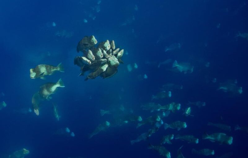 Palau - Simon Lorenz - New-Moon Spawning Palau - Simon Lorenz - New-Moon Spawning