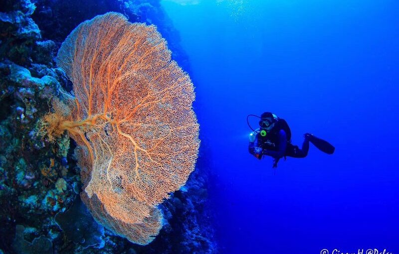 big-drop-off-is-one-of Big Drop-Off Palau Mikronesien