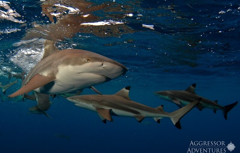 schwarzspitzen-riffhaie-palau-aggressor-ii Shark City