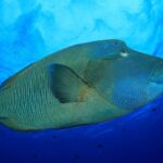 Napoleon-Lippfisch Tauchboot Palau Siren