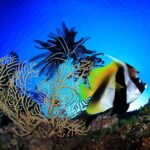 Wimpelfisch Tauchschiff Palau Siren