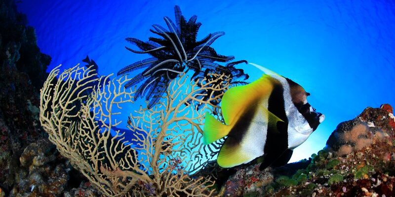 uw-gerald-rambert-wimpelfisch-palau-siren Wimpelfisch Tauchschiff Palau Siren