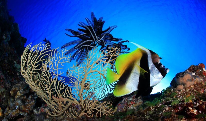 uw-gerald-rambert-wimpelfisch-palau-siren Wimpelfisch Tauchschiff Palau Siren