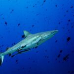 Grauer Riffhai Tauchschiff Palau Siren