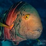 Besenschwanz-Prachtlippfisch Tauchschiff Red Sea Aggressor V