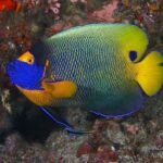 Blaukopf-Kaiserfisch Tauchsafarischiff Maldives Aggressor II