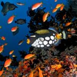 Clown-Drückerfisch Tauchboot Maldives Aggressor II