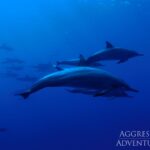 Delfin-Schule Tauchsafariboot Red Sea Aggressor V