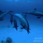 Delfine Tauchsafariyacht Red Sea Aggressor V