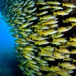 Blaustreifen-Schnapper Safarischiff Maldives Aggressor II