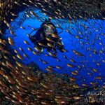 Glasfische-Schwarm Tauchsafarischiff Red Sea Aggressor V