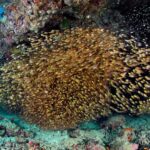 Glasfische Schwarm Tauchyacht Maldives Aggressor II