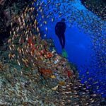 Glasfische Schwarm Tauchyacht Red Sea Aggressor V