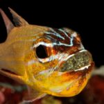 Goldstreifen-Kardinalbarsch Tauchsafariboot Maldives Aggressor II