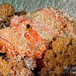 Großer Roter Drachenkopf Tauchboot Red Sea Aggressor V