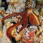 Großer Roter Krake Tauchschiff Red Sea Aggressor V