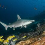 Hammerhai Tauchsafariboot Red Sea Aggressor V