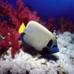 Imperator Kaiserfisch Safariyacht Red Sea Aggressor V