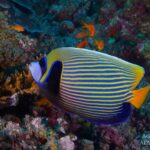 Imperator-Kaiserfisch Tauchsafariboot Maldives Aggressor II