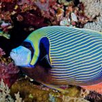 Imperator Kaiserfisch Safariboot Red Sea Aggressor V