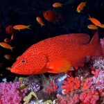 Juwelen-Zackenbarsch Tauchyacht Maldives Aggressor II