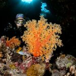 Stacheliges Schleierbäumchen (Koralle) Tauchschiff Red Sea Aggressor V