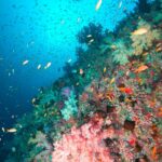 Korallen Tauchboot Maldives Aggressor II