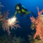 Korallen Tauchyacht Red Sea Aggressor V